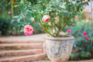 Beautiful colorful roses flower in the garden