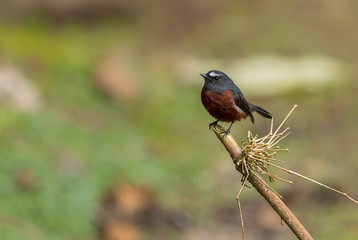 Slaty-backed Chat-tyrant - Ochthoeca cinnamomeiventris, beautiful small perching bird from  South America forests, eastern Andean slopes, Guango lodge, Ecuador.