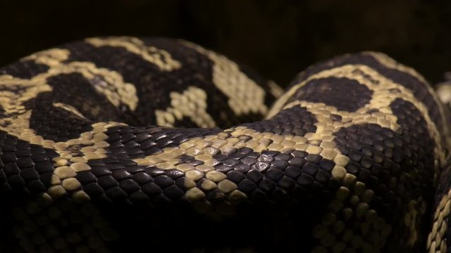 Diamond python snake scales body passing in close up - Morelia spilota