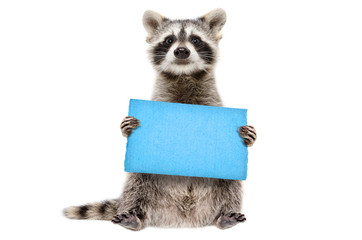 Funny raccoon standing with a blue sign in paws isolated on white background © sonsedskaya