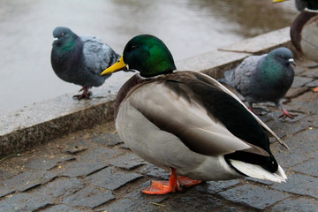 duck close-up on the river Bank in the city 