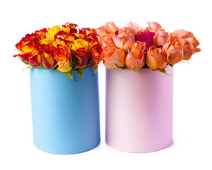 Beautiful boxes with fresh roses isolated on white background