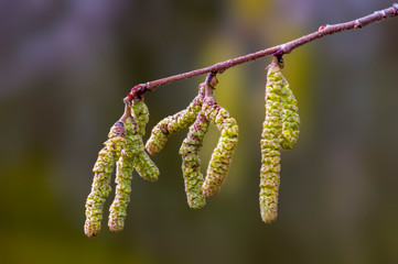 Hazelnut bloom in the allergy season