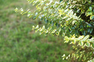 Green nature background with twigs of spring bush and copy space