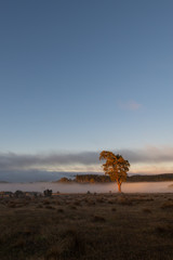 Lone Tree - Tasmania - Wilkography