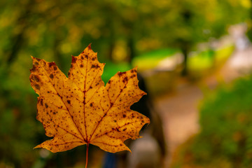 autumn maple leaves