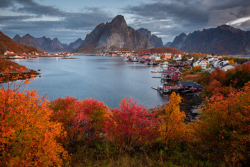 Autumn in Lofoten wiht pretty colours and great light. Norway landscapes with mountains. - obrazy, fototapety, plakaty
