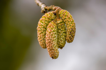Hazelnut bloom in the allergy season