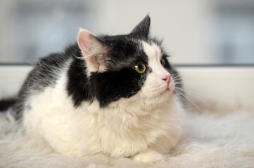 black and white fluffy cat on a light background
