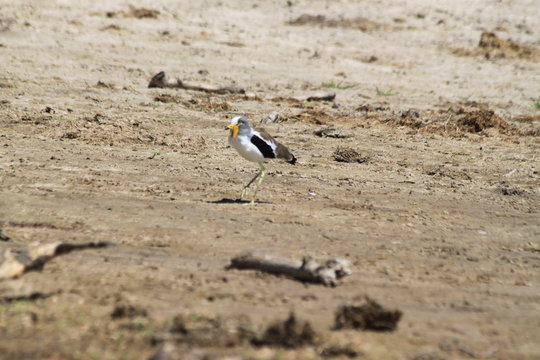 blacksmith lapwing plover water bird