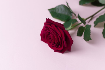 red rose lies on a light background