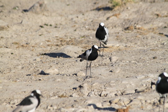 blacksmith lapwing plover water bird