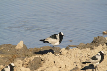 blacksmith lapwing plover water bird