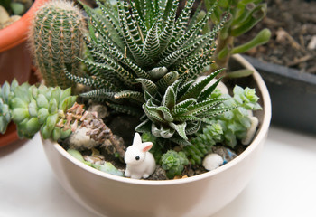 Different succulents in one white cup on the windowsill. Little ceramic rabbit in flowers