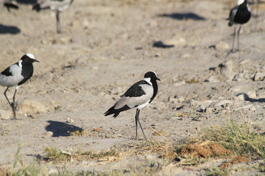 blacksmith lapwing plover water bird