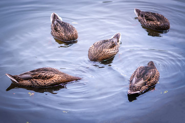 Group of ducks hunting, head bowing under water