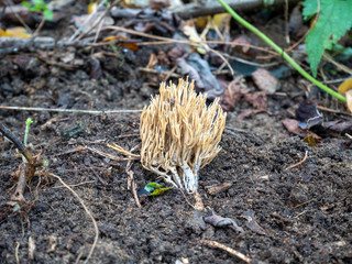 yellow coral fungus in natural environment