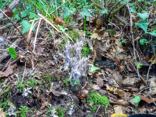 Clavulina cinerea a species of coral fungus in the family Clavulinaceae. Gray Coral in natural environment