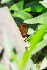 Obraz premium Lizard on Mauritius island