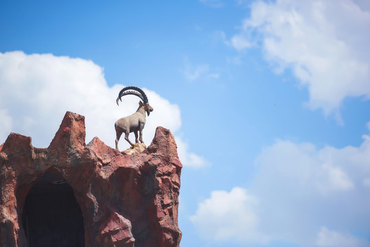 Sculpture of a mountain goat on an artificial mountain rock in zoo. Mountain goat on top of a cliff. The zoo of the city of Shymkent in southern Kazakhstan