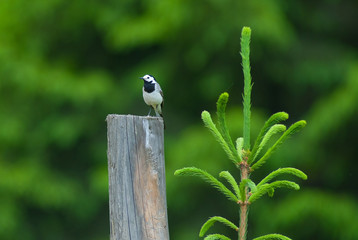bird on green background