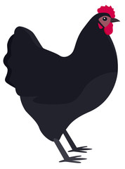 Farming today The Australorp Vector illustration of a chicken breed Isolated object