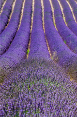 Plakat Fragment of a lavender field with picturesque bushes of lavender. France. Provence. Plateau Valensole.