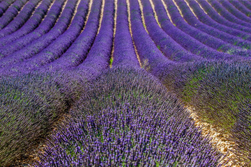 Fototapeta na wymiar Fragment of a lavender field with picturesque bushes of lavender. France. Provence. Plateau Valensole.