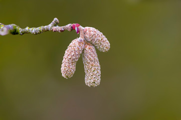 Fototapeta premium Hazelnut bloom in the allergy season