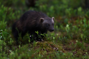 wolverine portrait in forest at summer night