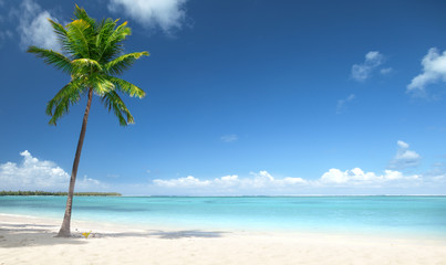 Plakat palm and beach