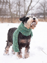 Vertical photo of a dog in a green knitted scarf, standing in a snow-covered clearing.