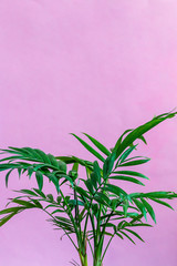 Obraz premium Fresh green small palm leaves close up house plant picture, pink color background empty space for text