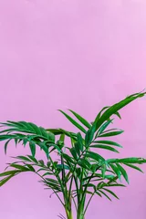Fototapete Toilette Fresh green small palm  leaves close up house plant picture, pink color  background empty space for text  © chalyshevae
