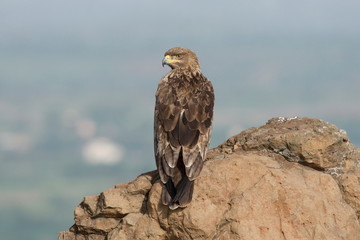 Birds, Eagles, Location, Raptors, Saswad, Tawny Eagle, Aquila rapax