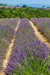 Picturesque lavender field. France. Provence. Plateau Valensole.