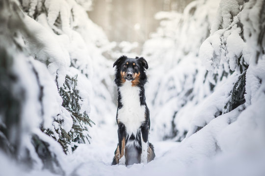 Little australian shepherd dog and frozen winter time