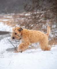  photo of a joyfully running dog on a winter day.