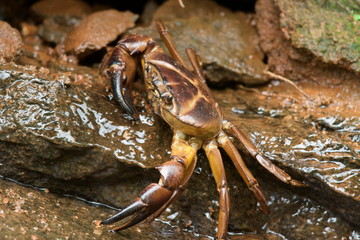 Crabs, Ground Crab, Location, Mulshi