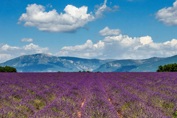 Naklejka na ściany i meble Picturesque lavender field against the backdrop of a beautiful sky and mountains in the distance. France. Provence. Plateau Valensole.