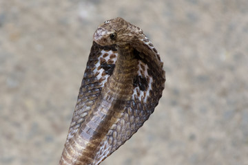 Snake Closeup view 