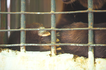 Brown bear in a cage close-up. Keeping a wild bear in captivity in a cage behind bars. Cruelty to animals. Ban circuses with animals