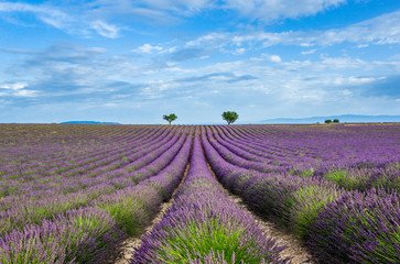 Fototapeta na wymiar Picturesque lavender field against the backdrop of a beautiful sky. France. Provence. Plateau Valensole.