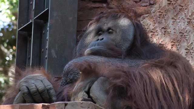 Male orangutan monkey looking around - Pongo pygmaeus
