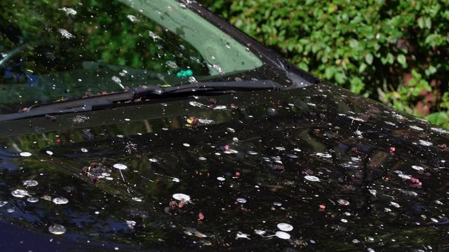 Loads of bird poop on top of the car. Dark hood of the car and front window with lot of bird droppings. Bad parking, bad luck, car damage