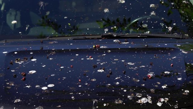 Loads of bird poop on top of the car. Dark hood of the car and front window with lot of bird droppings. Bad parking, bad luck, car damage