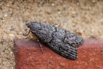 A concealer Moth Agriophara sp. (genus) on a brick