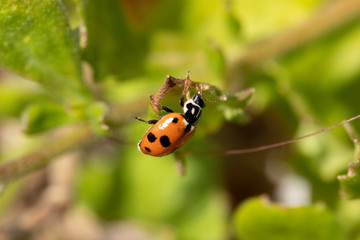 Spotted Amber Ladybird on a flower