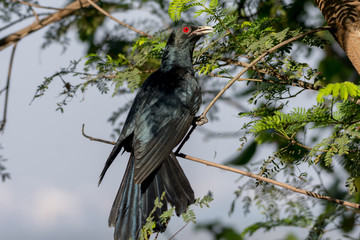 Asian Koel is a member of the cuckoo order of family