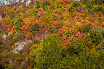 Beautiful Autumn landscape background. Aerial view of colorful, dense, deciduous forest in sunny day. 